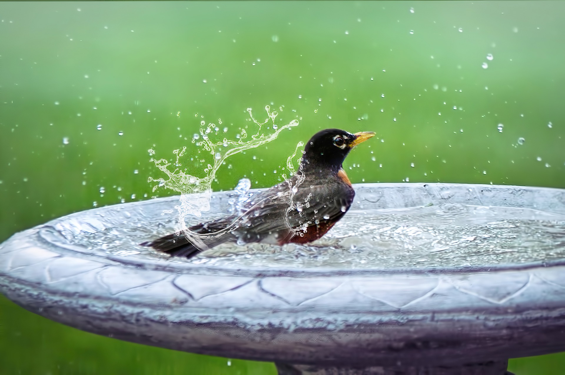 clean a bird bath without harming birds