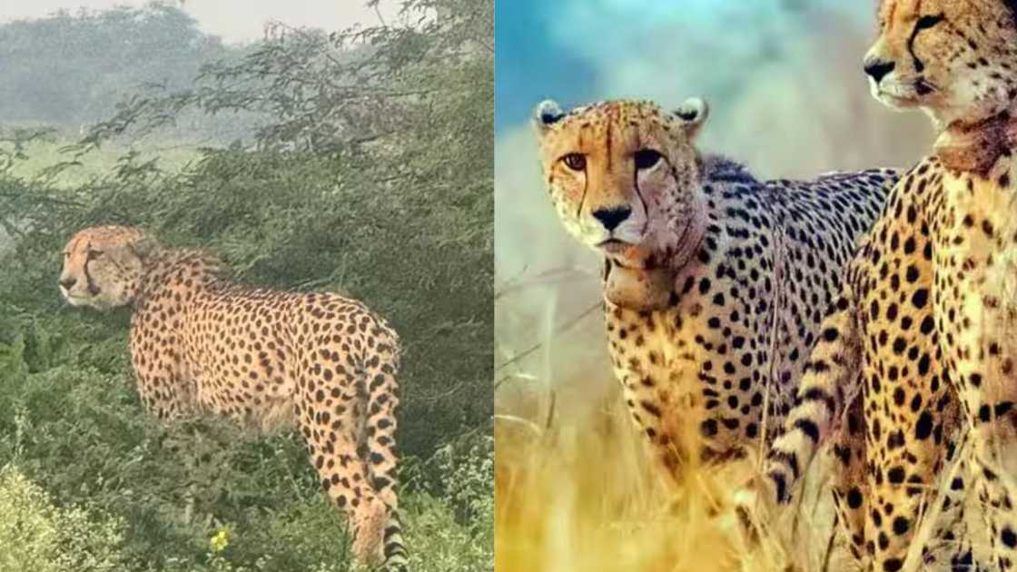 The Magic of KP-2's Birthplace