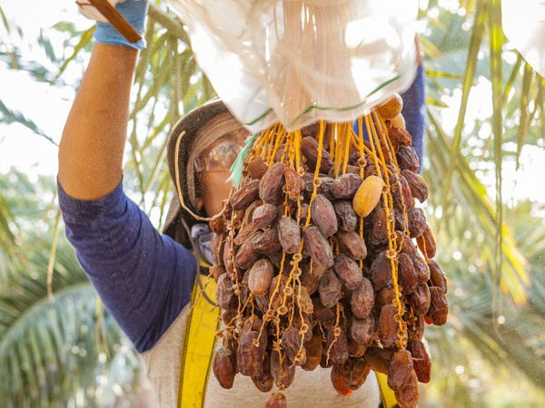 US Date Fruit Sales Growth